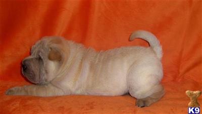 Chinese Shar-Pei Puppies for Sale