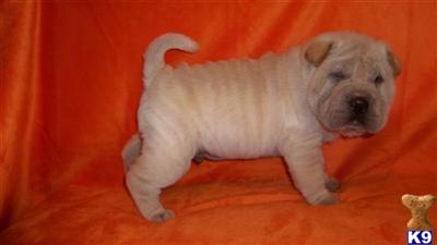 Chinese Shar-Pei Puppies for Sale