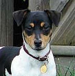 Stud Dogs - Jack Russell Terrier