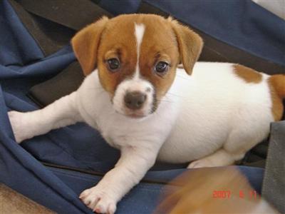 Puppies in VA