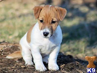Puppies in VA