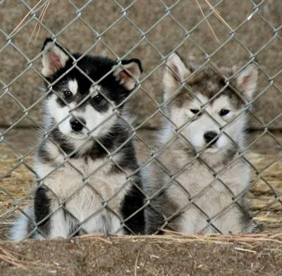Alaskan Malamute Puppies for Sale