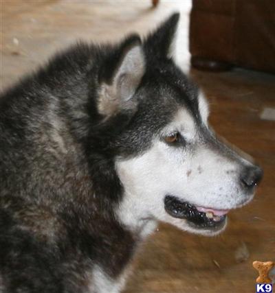 Dogs - Alaskan Malamute