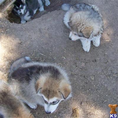 Puppies in MT