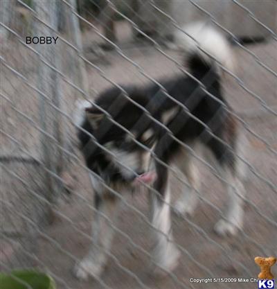 Puppies for Adoption