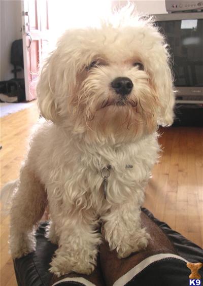 Stud Dogs - Maltese
