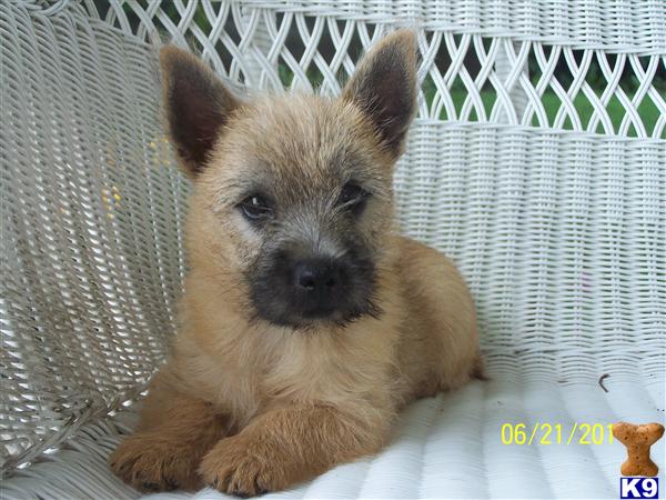 Cute Cairn Terrier