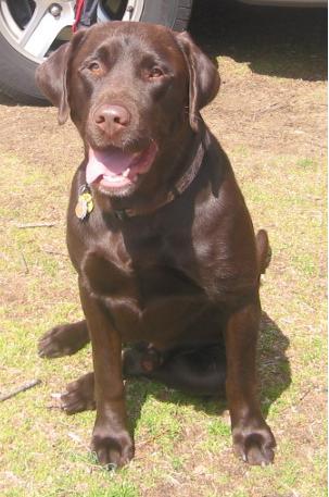 Stud Dogs in MD
