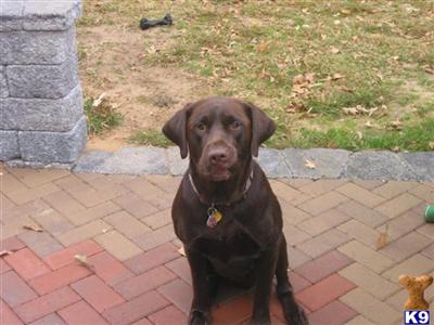 Stud Dogs in MD