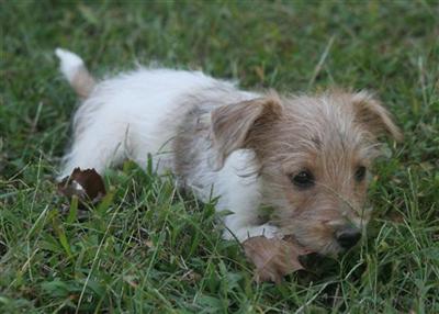 Puppies in AR