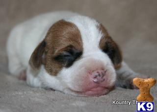 Jack Russell Terrier Puppies for Sale