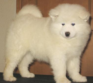Samoyed Puppies for Sale