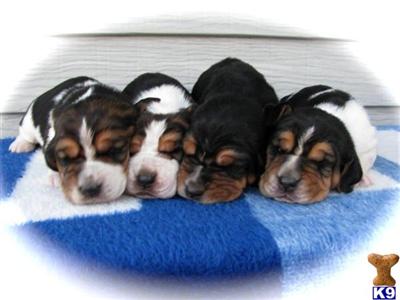 Basset Hound Puppies for Sale