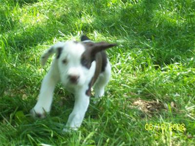 English Springer Spaniel Puppies for Sale