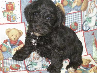 Puppies in KS