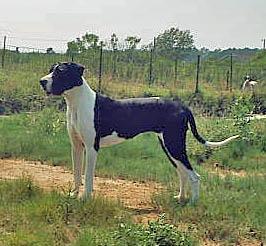 Female Dogs