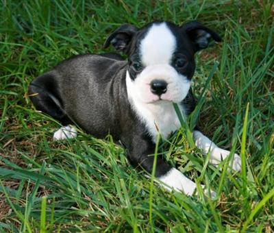 Boston Terrier Puppies for Sale