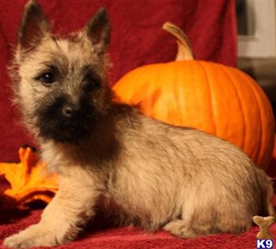 Cairn Terrier Puppies for Sale