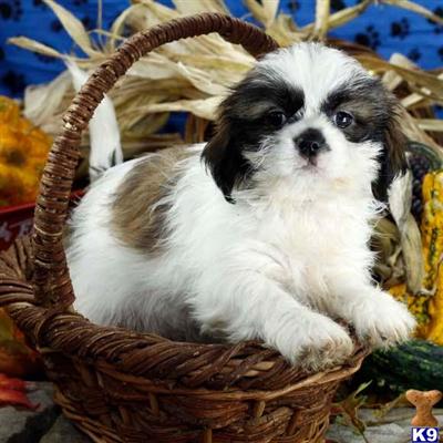 Shih Tzu Puppies for Sale