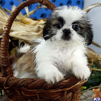 Shih Tzu Puppies for Sale