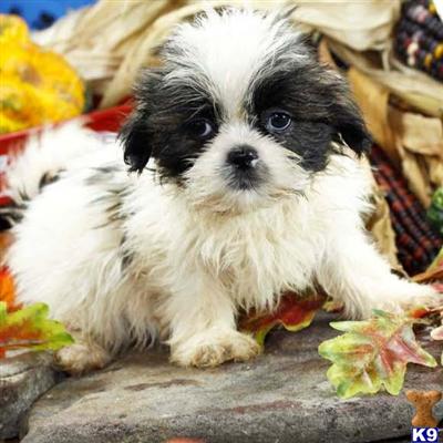 Shih Tzu Puppies for Sale