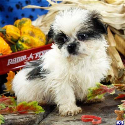 Shih Tzu Puppies for Sale