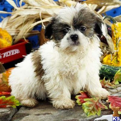 Shih Tzu Puppies for Sale
