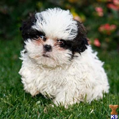 Shih Tzu Puppies for Sale