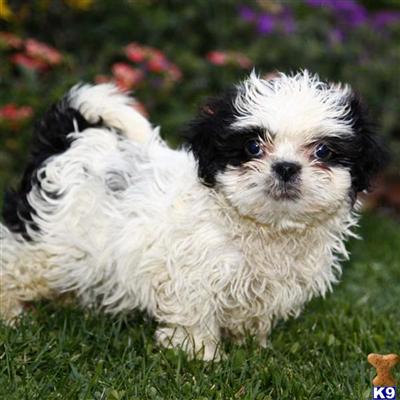 Shih Tzu Puppies for Sale