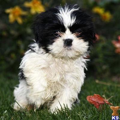 Shih Tzu Puppies for Sale