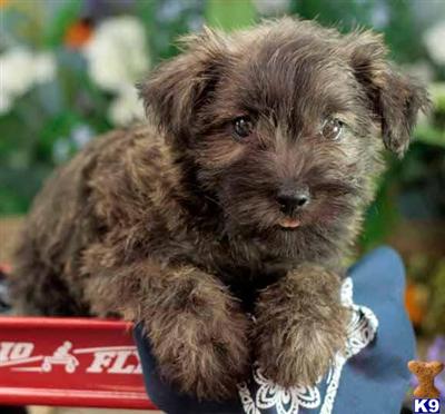 Cairn Terrier Puppies for Sale