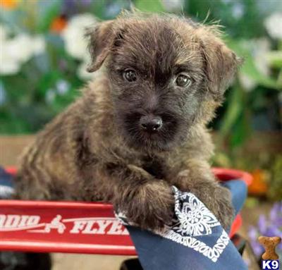 Cairn Terrier Puppies for Sale
