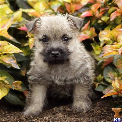Cairn Terrier Puppies for Sale