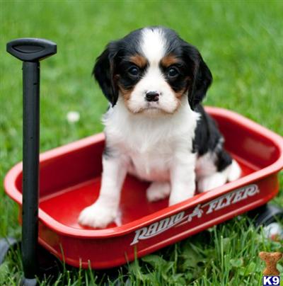 Cavalier King Charles Spaniel Puppies for Sale