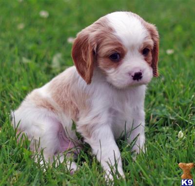 Cavalier King Charles Spaniel Puppies for Sale