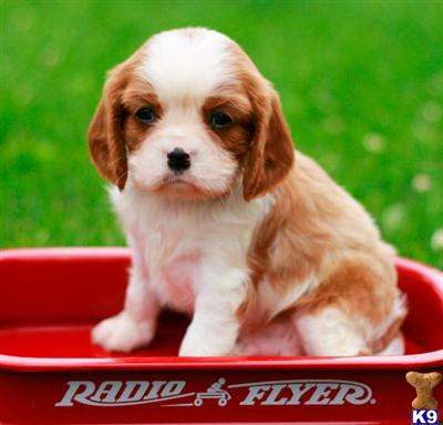 Cavalier King Charles Spaniel Puppies for Sale