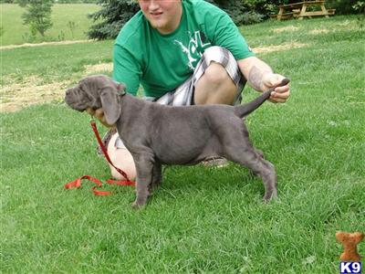Neapolitan Mastiff Puppies for Sale