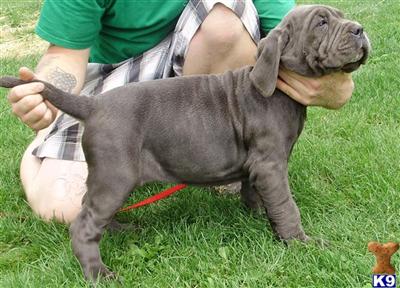 Neapolitan Mastiff Puppies for Sale