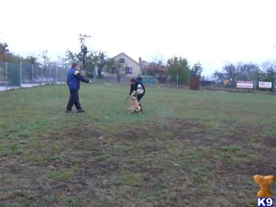 Dogs - Belgian Malinois