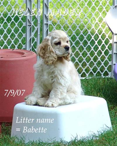 American Cocker Spaniel Puppies for Sale