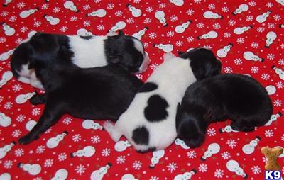 Puppies in MD