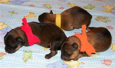 Puppies in MD