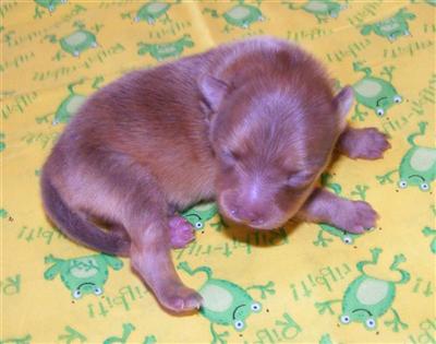 Puppies in MD