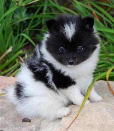 Puppies in MD