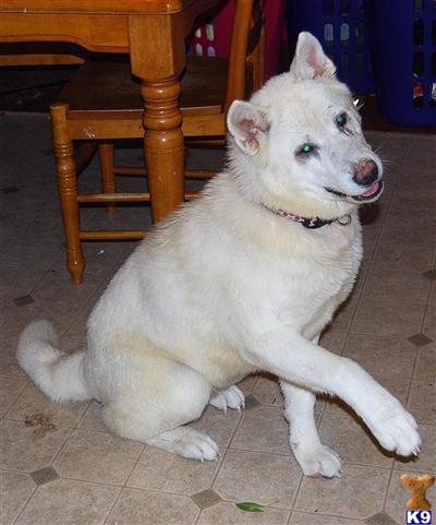 Dogs - Akita