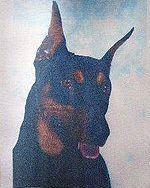 Stud Dogs - German Pinscher