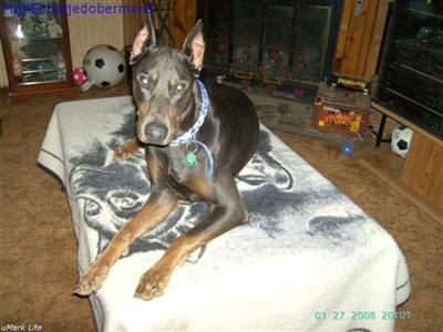Stud Dogs - Doberman Pinscher