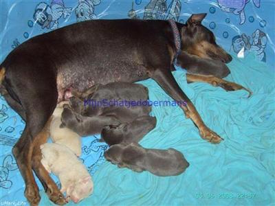 Doberman Pinscher Puppies for Sale