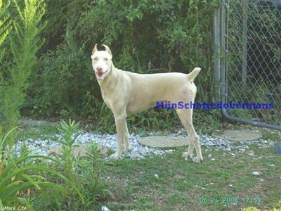 Stud Dogs - Doberman Pinscher