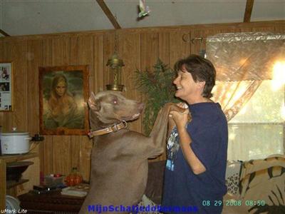 Stud Dogs - Doberman Pinscher